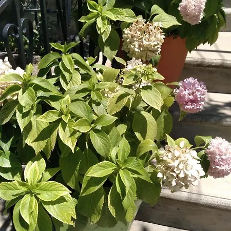 Sara Vendégház Berat